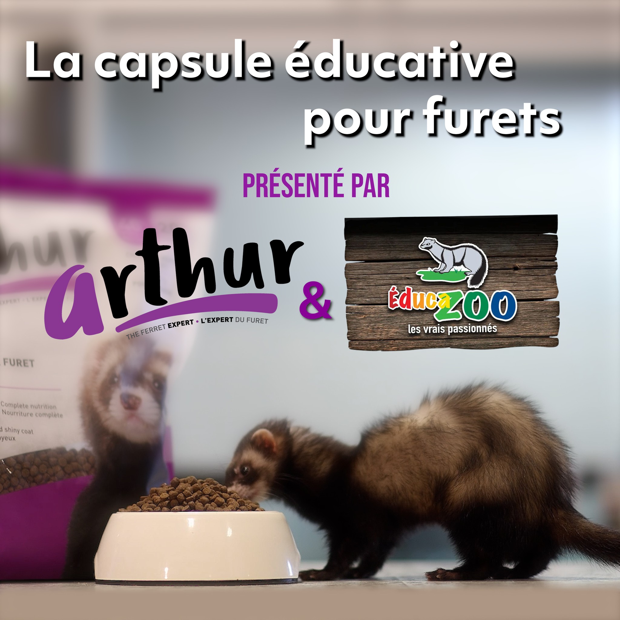 Les capsules éducatives sur le furet 