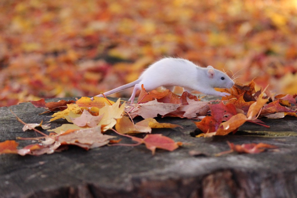 Espèces nidicoles et nidifuges : différences et stratégies de survie