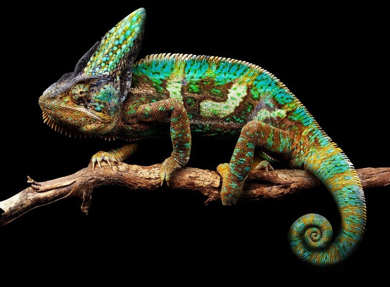 Une espèce à découvrir : le caméléon casqué