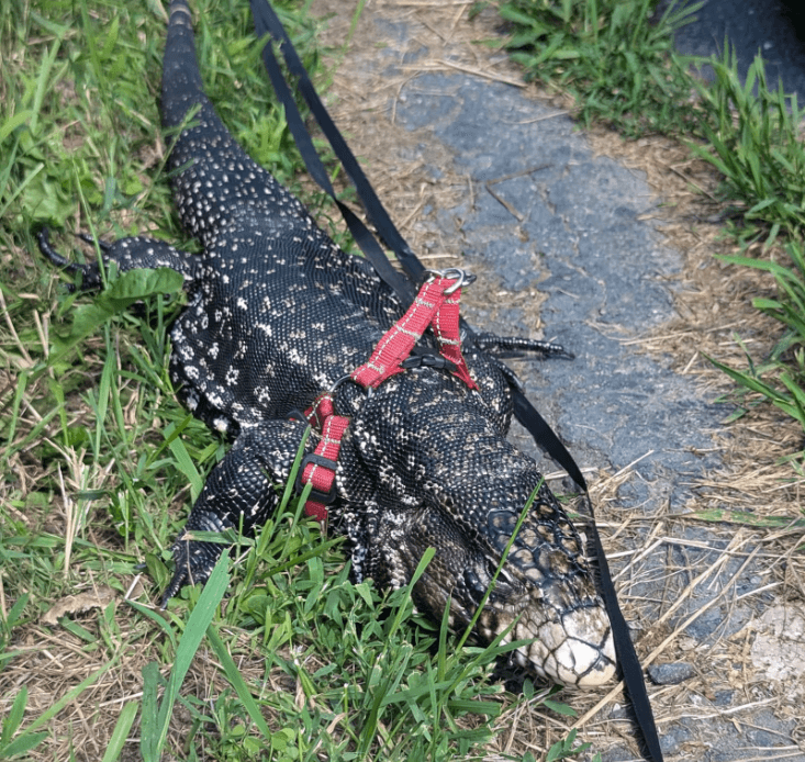 Lézard en fuite à Sherbrooke