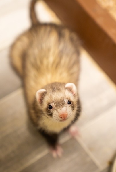 Blogue - Article scientifique - Le furet comme animal de compganie