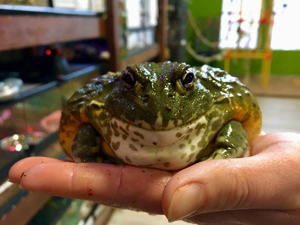 Blogue - Article scientifique - La grenouille taureau africaine