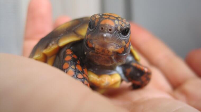 Une espèce à découvrir : la tortue charbonnière à pattes rouges