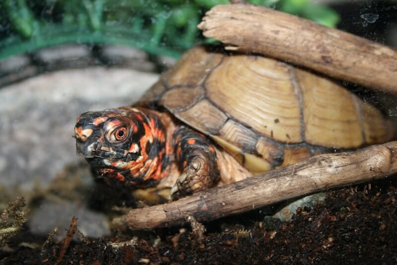 Une espèce à découvrir : la tortue boîte