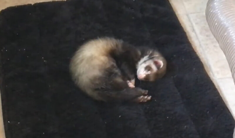 Lien Youtube - Furet (Rex) qui dort... profondément!