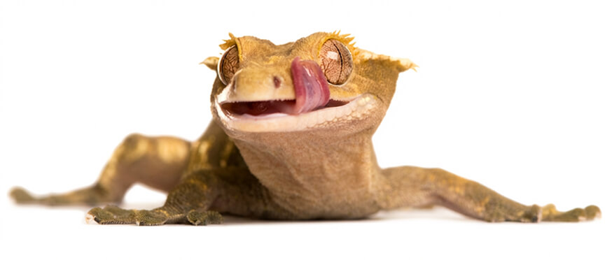 Éducazoo